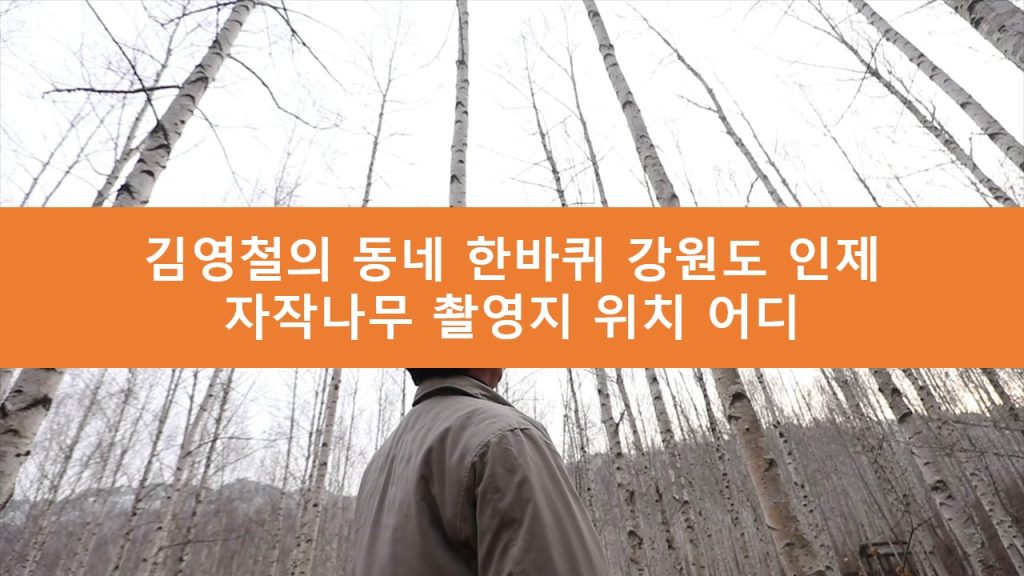 김영철의 동네 한바퀴 자작나무